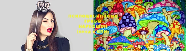 индика Зеленокумск
